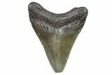 Juvenile Megalodon Tooth - South Carolina #359028-1